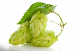 Хмеля шишки №1 шт. сырье 50 г